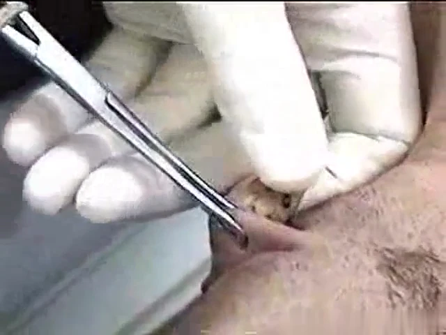 Ma meilleure amie écarte et se fait percer la chatte